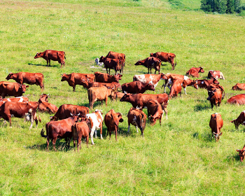 Ferme